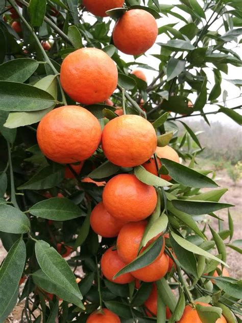 橘子 種植